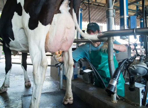 Reconocimiento al esfuerzo en el tambo: premiarán la calidad de la leche y el bienestar del rodeo