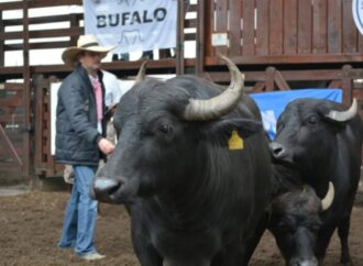 Todo lo que tenés que saber: se viene una edición histórica de la Expo Búfalos en Corrientes