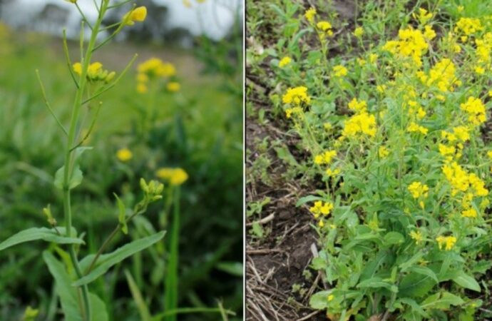 Alerta roja para el agro: una maleza desarrolla resistencia a cuatro herbicidas distintos