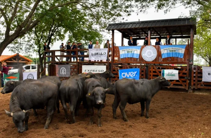 Por su calidad, buenos precios y facilidades de la especie, la producción de búfalos crece un 18% anual