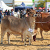 Cómo se preparan los Brahman para la 89° Exposición Rural de Corrientes