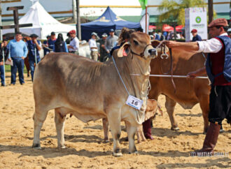 Cómo se preparan los Brahman para la 89° Exposición Rural de Corrientes