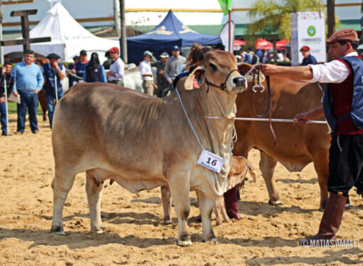 Cómo se preparan los Brahman para la 89° Exposición Rural de Corrientes