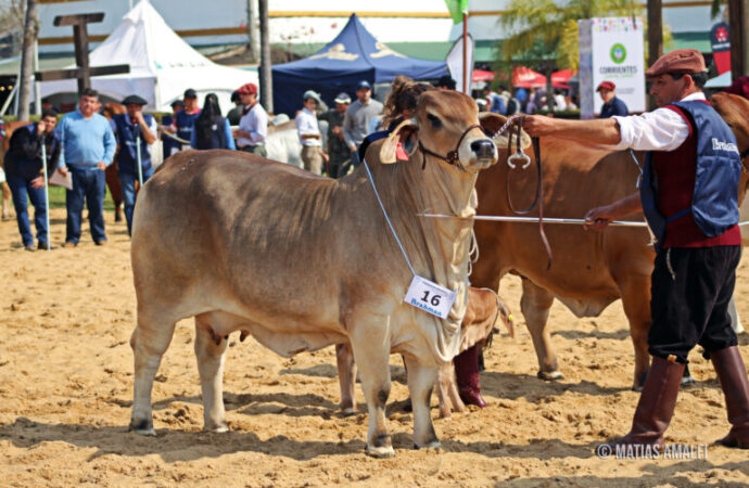 Cómo se preparan los Brahman para la 89° Exposición Rural de Corrientes