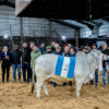 Brahman en lo más alto: jura nocturna y triunfo correntino en Las Nacionales