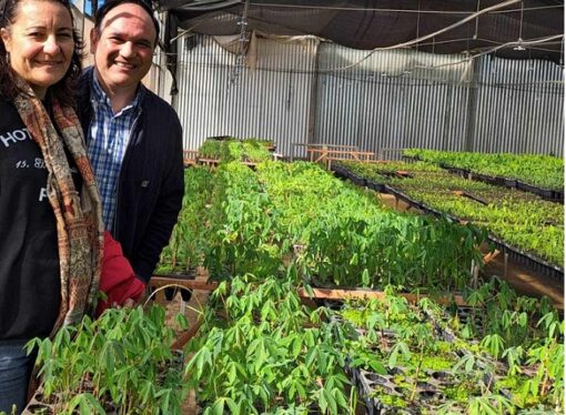 Desde la UNNe formulan propuesta de reconversión productiva que beneficiaría a pequeños productores de mandioca