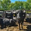Corrientes se encamina a superar las 100.000 cabezas de búfalo y marca un nuevo récord nacional