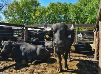 Corrientes se encamina a superar las 100.000 cabezas de búfalo y marca un nuevo récord nacional