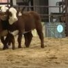 Expo Nacional de Razas en la Rural de Corrientes. ¡No te lo pierdas!