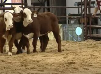 Expo Nacional de Razas en la Rural de Corrientes. ¡No te lo pierdas!