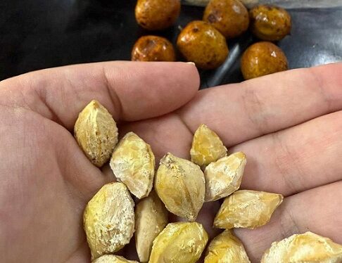 Chañar: un árbol típico del NEA con frutos de alto valor nutricional que la ciencia quiere aprovechar