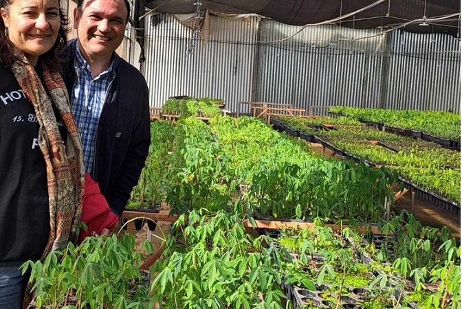 Proponen sumar valor agregado a la mandioca para potenciar empleo en el NEA