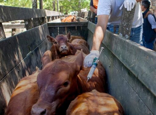 La FAO pidió reforzar la bioseguridad por nuevos brotes de fiebre aftosa
