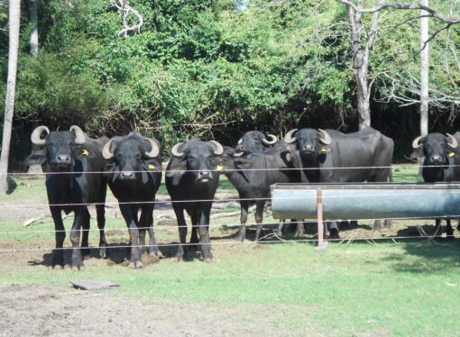 Científicos correntinos logran desarrollar leche de búfala con menos grasa y más beneficios