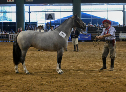 Caballos criollos y genética de elite, el corazón de la Expo Nacional 2025 en Corrientes