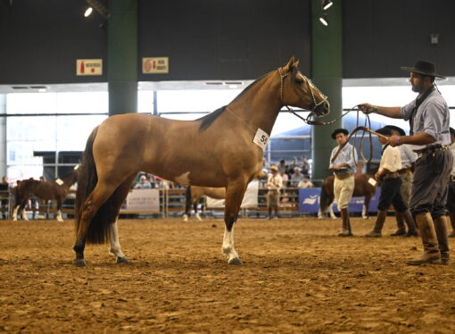 Nacionales 2025: la élite del caballo criollo compite en Corrientes en busca del ejemplar ideal