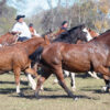 Récord de caballos criollos y alto nivel genético en Las Nacionales de Corrientes