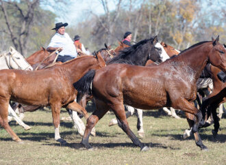 Récord de caballos criollos y alto nivel genético en Las Nacionales de Corrientes