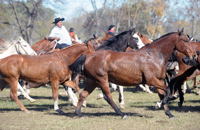 Récord de caballos criollos y alto nivel genético en Las Nacionales de Corrientes