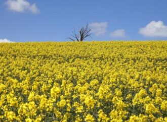 Crece la superficie de colza, camelina y carinata en Entre Ríos, con un aumento esperado del 33%