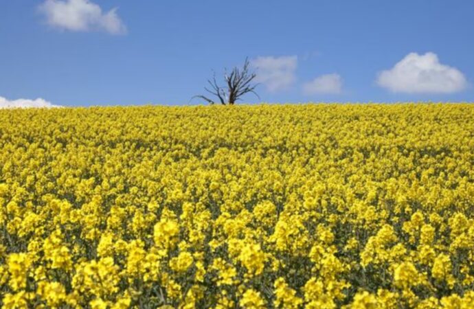 Crece la superficie de colza, camelina y carinata en Entre Ríos, con un aumento esperado del 33%