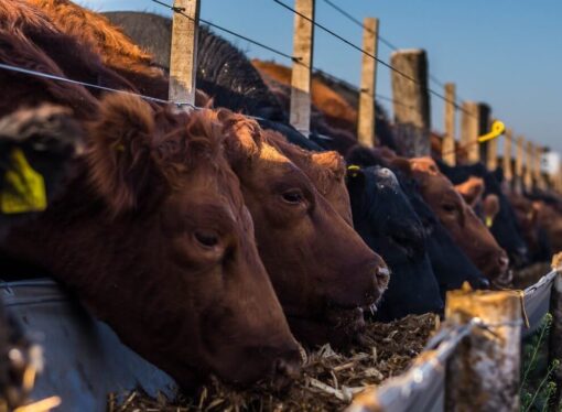 Los feedlots consolidan su rentabilidad con márgenes positivos y corrales en llenado