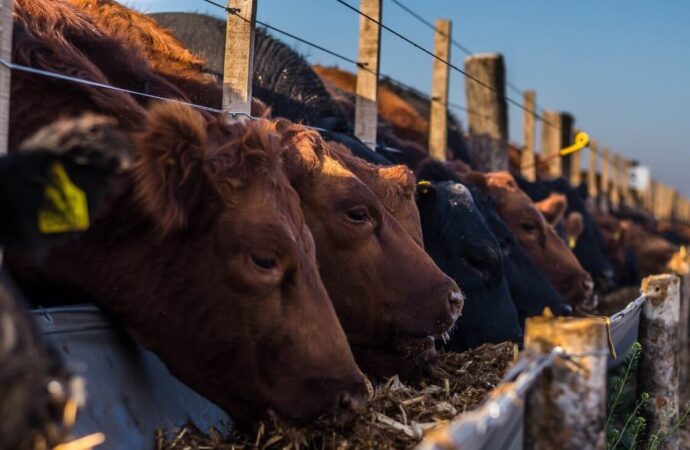 Los feedlots consolidan su rentabilidad con márgenes positivos y corrales en llenado