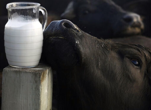 Productos con leche de búfala: una iniciativa innovadora impulsada desde la Facultad de Veterinaria