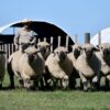 Por primera vez fuera del Reino Unido, el Mundial Hampshire Down se hará en Argentina
