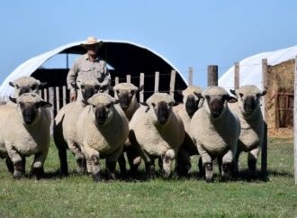 Por primera vez fuera del Reino Unido, el Mundial Hampshire Down se hará en Argentina