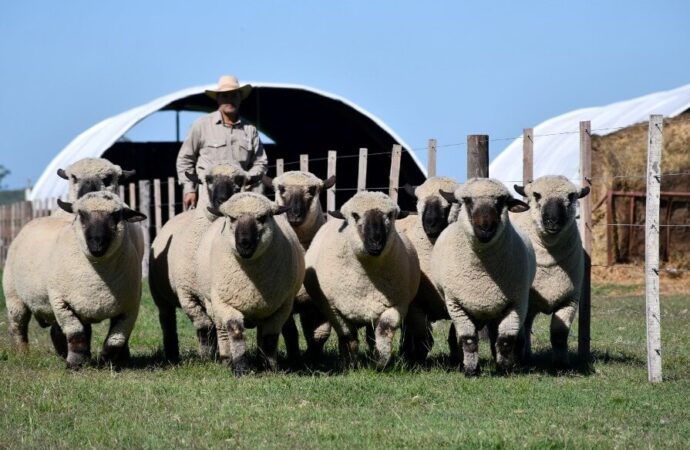 Por primera vez fuera del Reino Unido, el Mundial Hampshire Down se hará en Argentina