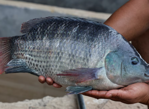 La sorprendente conversión de los residuos de pescado en antioxidantes naturales