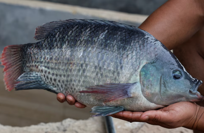 La sorprendente conversión de los residuos de pescado en antioxidantes naturales