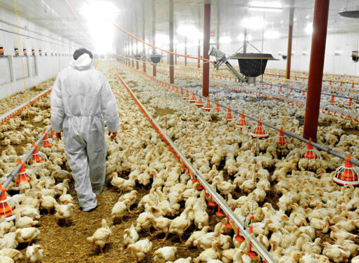 La paradoja del huevo: alto consumo interno y bajo perfil exportador en Argentina
