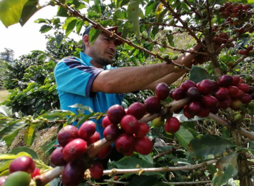 Misiones busca producir café a gran escala y proyecta una nueva economía regional