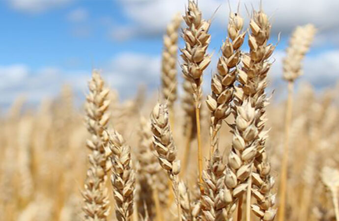 El hallazgo del INTA que permitirá aumentar la producción de trigo