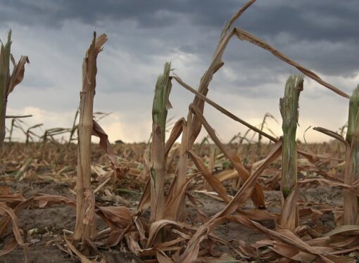 Alerta agropecuaria: prevén el regreso de La Niña entre noviembre y enero