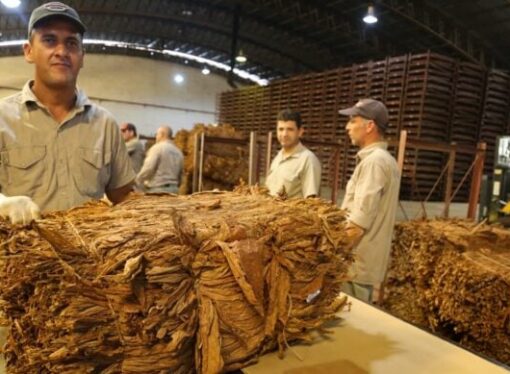 Tabaco: este año se acopió 140% más que el año pasado y todavía quedan un millón y medio de kilos por entregar