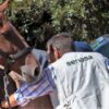 Más control para prevenir el reingreso de enfermedades animales al país