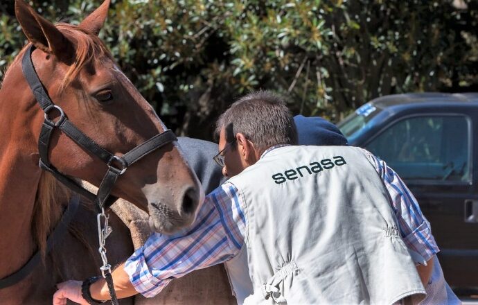 Más control para prevenir el reingreso de enfermedades animales al país