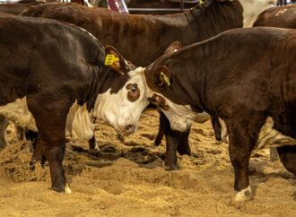Contrastes en el negocio ganadero: suben los valores, bajan los volúmenes