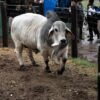 La ciencia respalda al Brahman: convenio con INTA para validar su resistencia