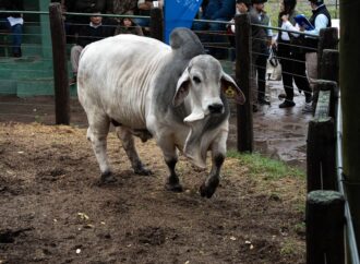 La ciencia respalda al Brahman: convenio con INTA para validar su resistencia