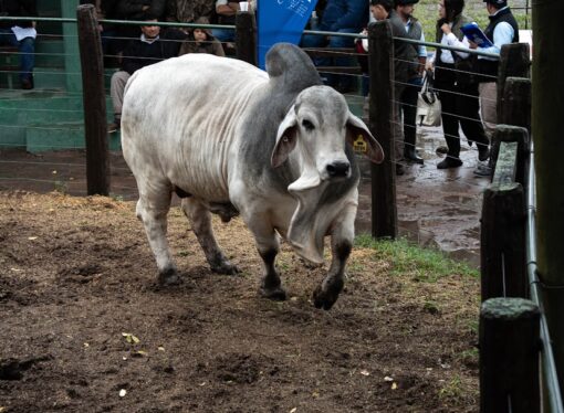 La ciencia respalda al Brahman: convenio con INTA para validar su resistencia