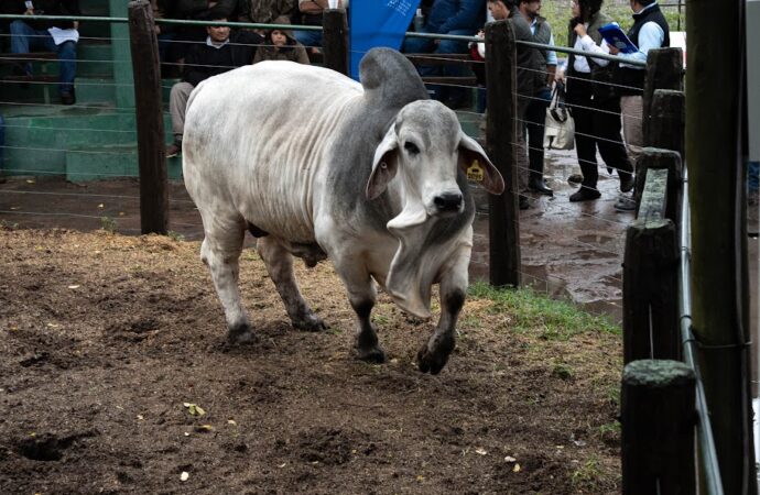La ciencia respalda al Brahman: convenio con INTA para validar su resistencia
