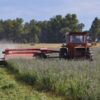 La fertilización balanceada eleva los rindes de la alfalfa en suelos pobres