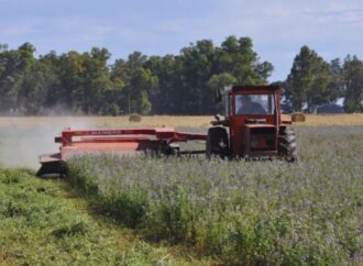 La fertilización balanceada eleva los rindes de la alfalfa en suelos pobres