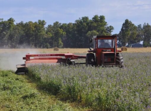 La fertilización balanceada eleva los rindes de la alfalfa en suelos pobres