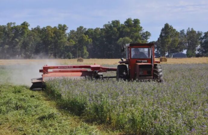 La fertilización balanceada eleva los rindes de la alfalfa en suelos pobres