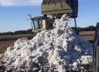 El algodón chaqueño en crisis: calidad baja y exportación poco rentable
